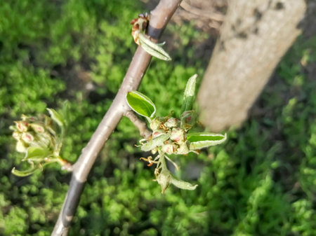 Young flower buds on a pear. On the fruit tree young buds in the spring. The inflorescences on the pear have not yet bloomed.の写真素材