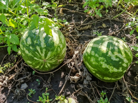 Watermelons grow in the garden. Green watermelons in the garden. Small watermelons grow under the leaves.の写真素材