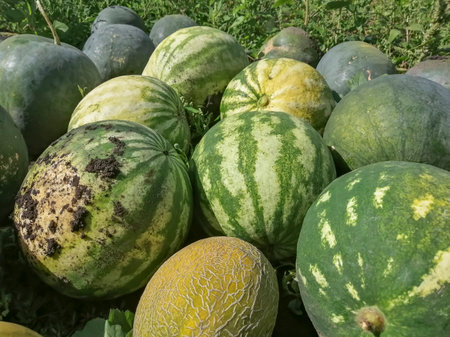 Harvested watermelons. A lot of watermelons are lying on the road. Harvested watermelons together.の写真素材