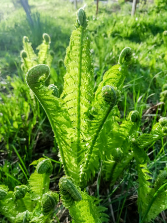 Young fern grows in early spring. Fern leaves unwind slowly in spring. The first leaves of fern in the garden. spring crops.の写真素材