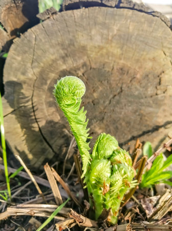 A young fern blooms next to a fallen tree. The fern next to the wooden deck grows in early spring. spring crops.の写真素材