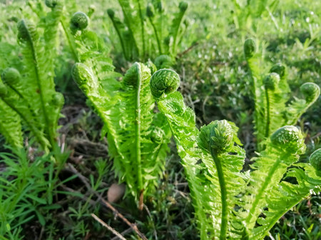 Young fern grows in early spring. Fern leaves unwind slowly in spring. The first leaves of fern in the garden. spring crops.の写真素材