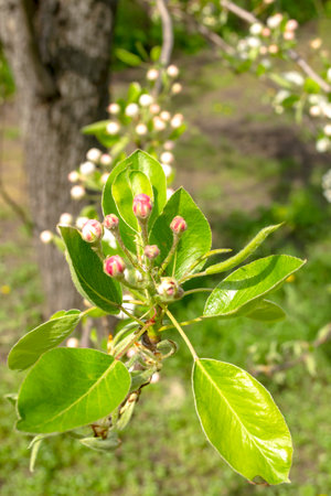 Beautiful buds on a pear tree. The fruit tree blooms in spring. The buds are white and pink against the background of the green foliage of the tree.の写真素材
