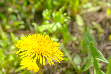 A large, yellow dandelion up close. Large yellow dandelion cap on a green background. Yellow flowers in spring.の写真素材