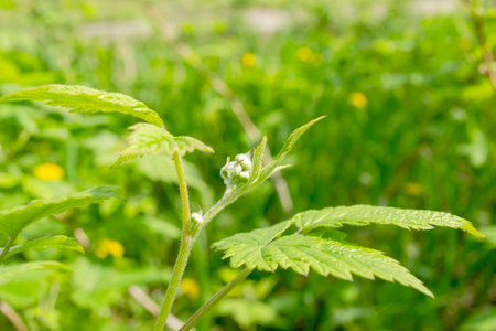 The first buds appeared on the raspberry bush in the spring. Flower buds on raspberries.の写真素材