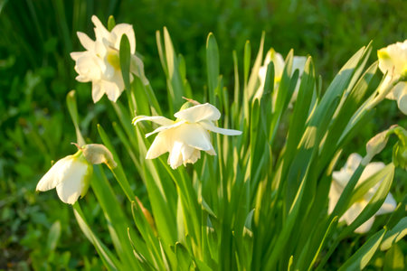 White daffodils on the background of a green flower bed. White flowers bloomed in spring. The beautiful buds of white daffodils are an early variety.の写真素材