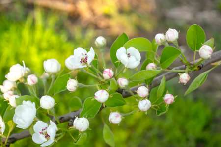 Branch with white pearl flowers. Among the green foliage, white pear flowers stand out. The pear blossomed in the spring. Abundant flowering of the fruit tree.の写真素材