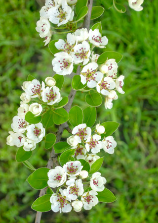 Branch with white pearl flowers. Among the green foliage, white pear flowers stand out. The pear blossomed in the spring. Abundant flowering of the fruit tree.の写真素材