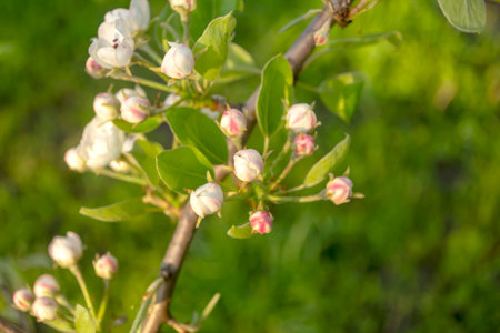 Beautiful buds on a pear tree. The buds are white and pink against the background of the green foliage of the tree. The fruit tree blooms in spring.の写真素材