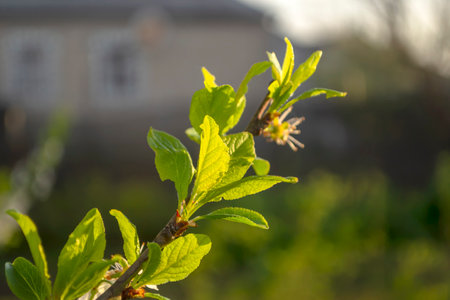 The green branch is illuminated by sunlight. Early in the morning, the sun falls on a green plum branch.の写真素材