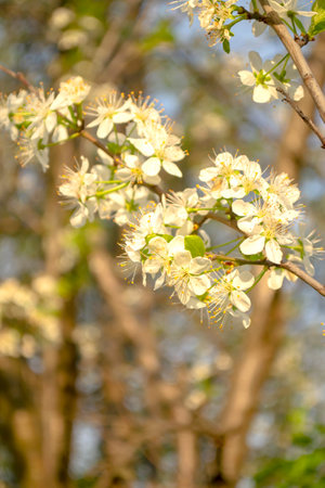 Plum blossoms in spring. Beautiful, white plum blossoms. the sun illuminates the plum blossoms. Plum blossoms at sunrise. In the early morningの写真素材