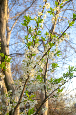 Plum blossoms in spring. Beautiful, white plum blossoms. Plum blossoms at sunrise. In the early morning, the sun illuminates the plum blossoms.の写真素材