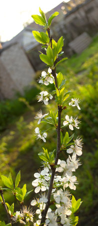 Plum blossoms in spring. Beautiful, white plum blossoms. Plum blossoms at sunrise. In the early morning, the sun illuminates the plum blossoms.の写真素材