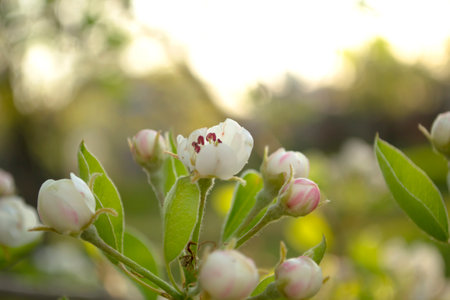 Pear tree flowers up close. white flowers and buds of the fruit tree. Sunlight falls on pear flowers. At dawn, the flowers of the trees look beautiful.の写真素材