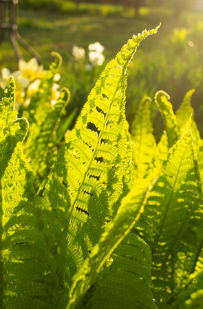 Beautiful fern leaves in the rays of sunlight. At dawn, the sun beautifully illuminates the fern. Direct light on fern leaves.の写真素材