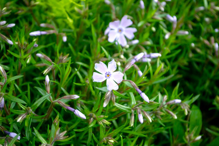 Phlox flowers bloom in spring. Purple flowers of a creeping plant. Small flowers and phlox buds.の写真素材