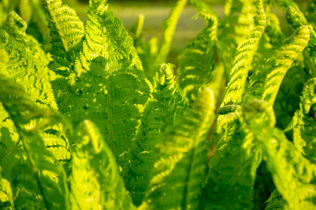 Thickets of fern. Young fern leaves grow densely. The fern blooms its leaves in early spring.の写真素材