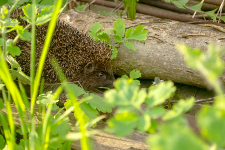 Close-up of a hedgehog next to a log. ericius appeared in early spring. A big, beautiful ericius in nature next to a stick.の写真素材