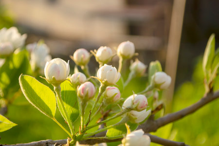 Pear tree flowers up close. white flowers and buds of the fruit tree. Sunlight falls on pear flowers. At dawn, the flowers of the trees look beautiful.の写真素材