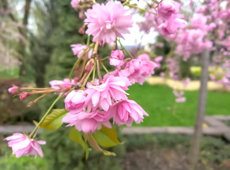 A tree with pink flowers blooms. Beautiful flowers on a tree. Tree with pink flowers. Spring flowering in the park.の写真素材