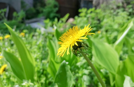 A yellow dandelion photographed in profile. Beautiful donut on dandelion stamens. Delicious spring dandelion in pollen.の写真素材