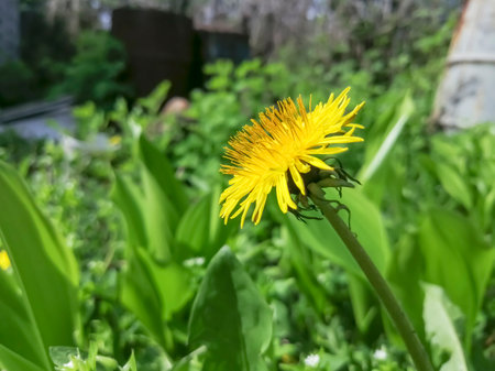 A yellow dandelion photographed in profile. Beautiful donut on dandelion stamens. Delicious spring dandelion in pollen.の写真素材