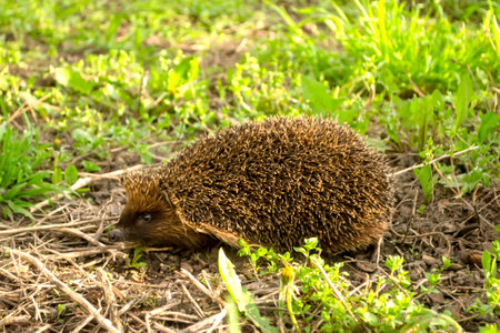 Close-up ericius in nature. wild hedgehog. A big, beautiful hedgehog in early spring.の写真素材