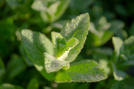 A young malice grew up in the garden. Small mint leaves are covered with morning dew. Green mint on a dark background.の写真素材
