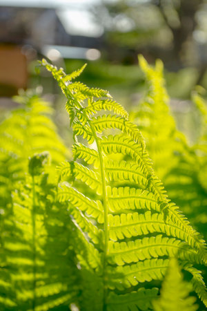 Beautiful fern leaves in the rays of sunlight. At dawn, the sun beautifully illuminates the fern. Direct light on fern leaves.の写真素材