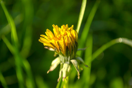 The dandelion has almost closed its yellow flower. The yellow dandelion has closed. Dandelion on a green background.の写真素材