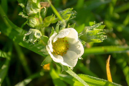 Flowers on strawberries in a close-up. Young white flowers on a green strawberry bush. Strawberries bloom in spring.の写真素材