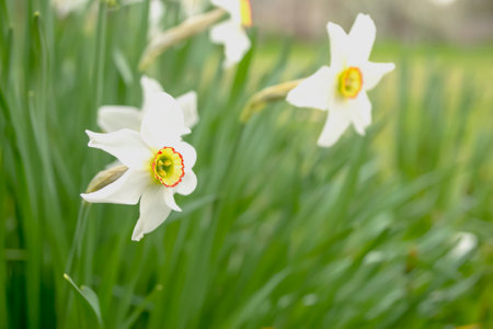 White daffodil in a flower bed. white daffodils with a yellow core. A beautiful daffodil grows in a...