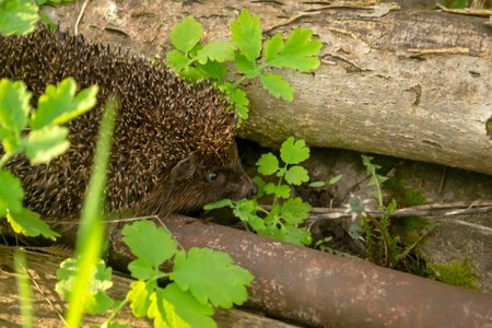 A European hedgehog next to a log on the ground. A hedgehog inspects a log early in the morning. Beautiful hedgehog close-up.の写真素材