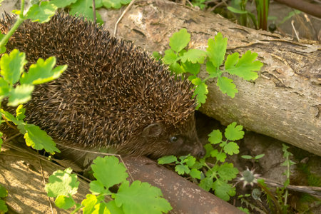 A European hedgehog next to a log on the ground. A hedgehog inspects a log early in the morning. Beautiful hedgehog close-up.の写真素材