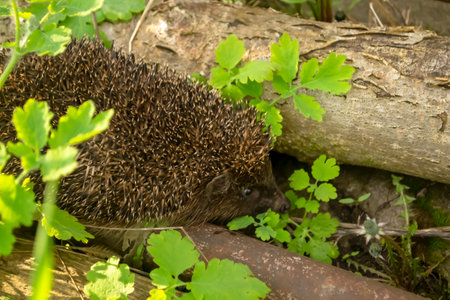 A European hedgehog next to a log on the ground. A hedgehog inspects a log early in the morning. Beautiful hedgehog close-up.の写真素材