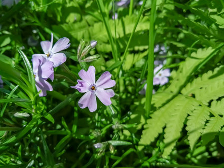 Purple flowers of vlox among green leaves. Phlox blossomed in the flower bed.の写真素材