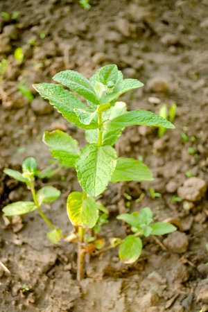 Green mint in the garden. The development of a peppermint bush. Beautiful green mint leaves on a bush. A young bush of fragrant mint.の写真素材