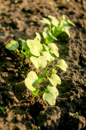 Radish seedlings. A row of young radish bushes.の写真素材