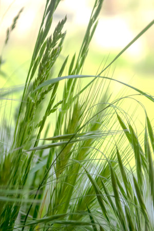 Green spikelets and grass in front of the window. Beautiful spikelets of greenery. Spring bouquets of spikelets.の写真素材