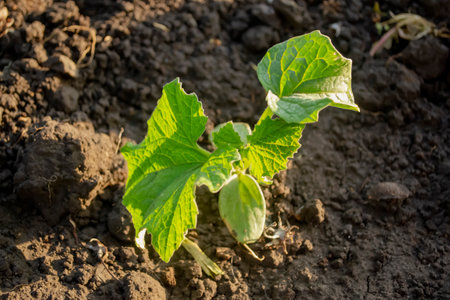 A young 1st cucumber bush grows in the garden. Transplanting cucumber seedlings into open ground. Growing cucumbers in the garden.の写真素材