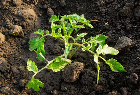 Tomato seedlings are planted in the ground. Small tomato bushes grow in the garden. Young tomato bushes in the garden.の写真素材