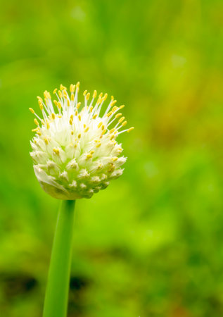 Flowering green onions in the garden. The green onions released a bud with seeds.の写真素材