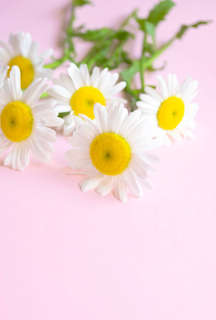 Fresh daisies on a pale pink background. Pastel pink background and light daisies with a yellow core. Large close up daisies.の写真素材