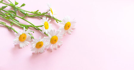 Fresh daisies on a pale pink background. Pastel pink background and light daisies with a yellow core. Large close-up daisies, copyspace.の写真素材