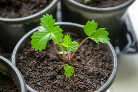 Strawberry seedlings in small cups. Growing strawberries from seed. Young strawberry seedlings with a few leaves.の写真素材