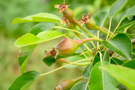 Young pears ripen on the tree. After the flowers, small pears appeared on the tree.fruit germs on a pear.の写真素材