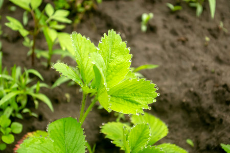 Strawberries after the rain. Drops of water shine on the leaves of garden strawberries. There are beautiful raindrops on strawberry leaves.の写真素材