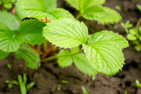 Strawberries after the rain. Drops of water shine on the leaves of garden strawberries. There are...
