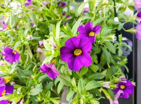 Flowering purple petunias in pots. Against the background of green leaves, purple petunia flowers...