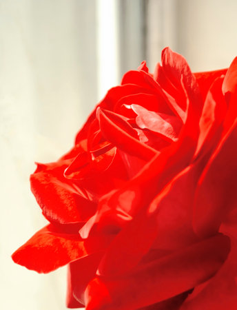 scarlet rose flower. Rosebud close-up on a light background. A large red rose stands out against the background of the window.の写真素材